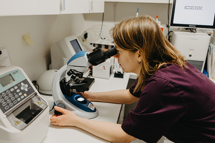 En person som analyserar ett prov i ett mikroskop.