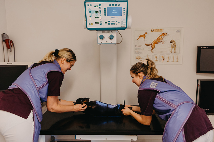 En hund som blir röntgad.