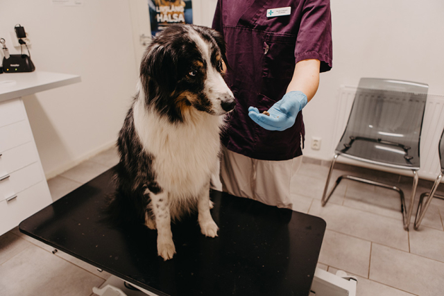 Hund som blir avmaskad.