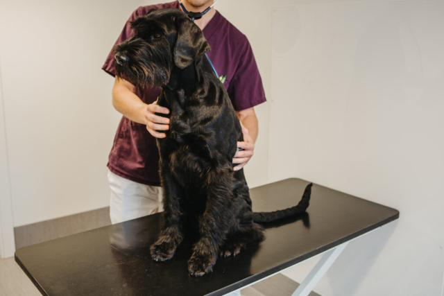 En hund sittandes på ett undersökningsbord.