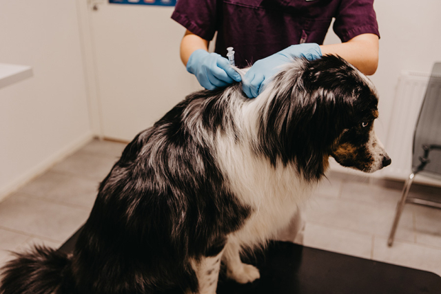 Hund som blir vaccinerad.